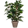 Image de Mica Decorations Plante Artificielle Ficus Natsja One Size