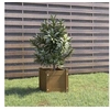 Image de Jardinière extérieur Marron miel 31x31x31 cm Bois de pin massif