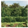 Image de Gaashek met flens 1,6x25 m groen153948