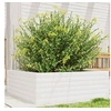 Image de Jardinière blanc 70x70x23 cm bois de pin massif