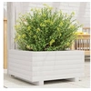 Image de Jardinière blanc 50x50x26,5 cm bois de pin massif