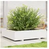 Image de Jardinière blanc 100x100x26,5 cm bois de pin massif