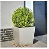 Image de Jardinière 50x50x50 cm acier inoxydable, jardinière d'extérieur, boîte à fleurs, boîte de jardin, jardinière de 851074
