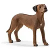 Image de Chien de Rhodesie a crete dorsale