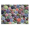 Image de Puzzle - Oursins Multicolore