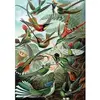 Image de Puzzle 1000 pièces Haeckel Colibris