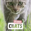 Image de Chats