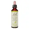 Image de Fleurs de Bach Original - Chestnut Bud 20ml