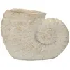 Image de Vase en céramique beige en forme de coquillage, 33 x 19 x 23 cm