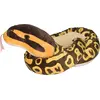 Image de WR Snakesss 137 cm. Python royal
