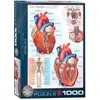 Image de Eurographics Puzzle Le coeur, anatomie, 1000 pièces, 68 x 48 cm, 6000-0257