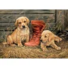 Image de EUROGRAPHICS Puzzle Chiots avec vieille chaussure 1000 pièces