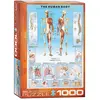 Image de EUROGRAPHICS Corps humain puzzle 1000 pièces