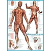 Image de EUROGRAPHICS Système musculaire Puzzle 1000 pièces