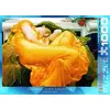 Image de EUROGRAPHICS Juin flamboyant puzzle 1000 pièces