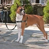 Image de PetSafe Harnais pour chien Easy Walk S Noir
