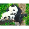 Image de SunsOut Puzzle XXL - Bamboo Buddies - 300 pièces