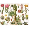 Image de New York Puzzle Company - Puzzle « Cactus » - Illustration vintage - 1 000 pièces