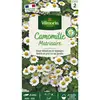 Image de Camomille Ordinaire Vilmorin