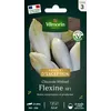Image de Chicorée Witloof (endive) Flexine Hf1 Vilmorin