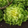 Image de Chicorée Scarole Blonde À Coeur Plein - Bio Vilmorin