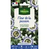Image de Fleur De La Passion (passiflore) Vilmorin