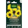 Image de Tournesol Suntastic Hf1 - Graines D'Exception Vilmorin