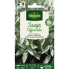 Image de Sauge Officinale Vilmorin