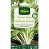 Image de Chicorée À Feuilles Améliorée Blonde Vilmorin