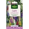 Image de Lupin De Russel Varié Vilmorin