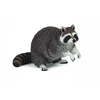 Image de Raton laveur