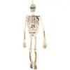 Image de Squelette articulÃ© - 150 cm