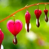 Image de Pépinières Naudet   Coeurs De Marie Rose (dicentra Spectabilis)   Hauteur 70 Cm   Fleurs Roses À Pointe Blanche   Rustique Jusqu'à -15°c