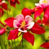 Image de 3 Ancolies 'crimson Star' (aquilegia 'crimson Star')