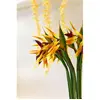 Image de DÃ©co Composition Fleurs de NoÃ«l avec Paquet dans pot 12cm assortie (x1)