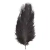 Image de Sachet de 2 Plumes d'Autruche 30-35cm, Noir