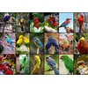 Image de Puzzle GRAFIKA Les plus beaux oiseaux du monde 1500 pièces