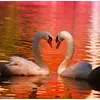 Image de Puzzle Grafika Cygnes - 1000 pièces Puzzle adulte
