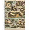Image de Grafika Puzzle Nouveau Larousse Illustré Reptilien 1000 Teile Karton