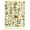Image de Grafika Puzzle Jouet éducatif Larousse Champignons 1000 pièces