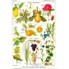 Image de Grafika Puzzle Jouet éducatif Larousse Medical Illustré 1000 pièces