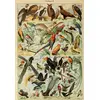 Image de Grafika Puzzle Oiseaux XIXe siècle Jeu éducatif Carton 1000 pièces