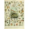 Image de Grafika Puzzle Mollusques 1000 pièces Jeu éducatif Biologie
