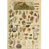 Image de Grafika Puzzle Jouet  ©ducatif 1000 pi ¨ces Larousse Mollusques