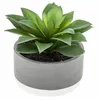 Image de Plante Grasse Artificielle - D 12 X H 13 Cm - Livraison Gratuite