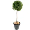 Image de Pegane - Plante Artificielle Haute Gamme Spécial Extérieur / Buis Boule Coloris Vert - Dim : H.110 X D.45 Cm