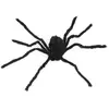 Image de AraignÃ©e tarentule noire 90 cm