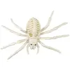 Image de Squelette d'AraignÃ©e 25cm