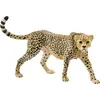 Image de Guépard