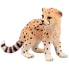 Image de Bébé guépard